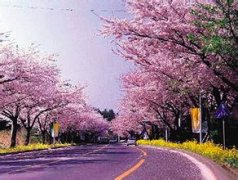 Z(y)g˾      Japanese